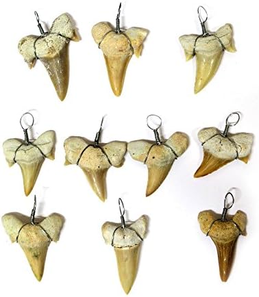 10 Shark Tooth Charm Pendant - 10 Wire Wrapped Fossilized Shark Teeth for Necklace - RP COA AM8B6-02