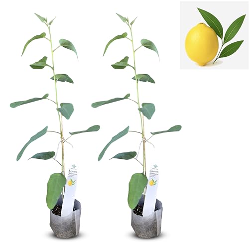 Lemon Eucalyptus (Corymbia citriodora) Live Plant -...