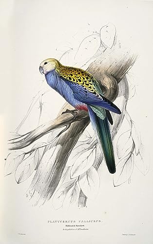 Poster Platycercus Adscitus Edward Lear SERENDIPITP toile déco murale pour bureau et chambre