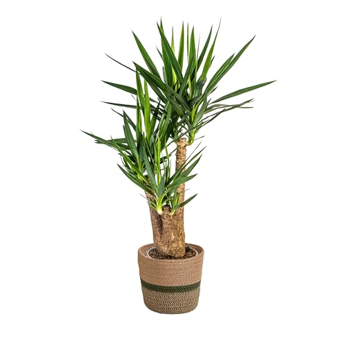 Yucca Elephantipes ramifié avec panier - 80-100cm - Ø24cm - Plante d'intérieur - Vert persistant