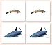 Fish Matching Cards