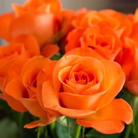 Flower Seeds For Planting Orange Rose Tree Seeds 50 Pcs Rare Color, Gorgeous, Pleasant-Smelling Fragrant Rose Seeds Home Garden Outdoor Easy Grow #TOP2