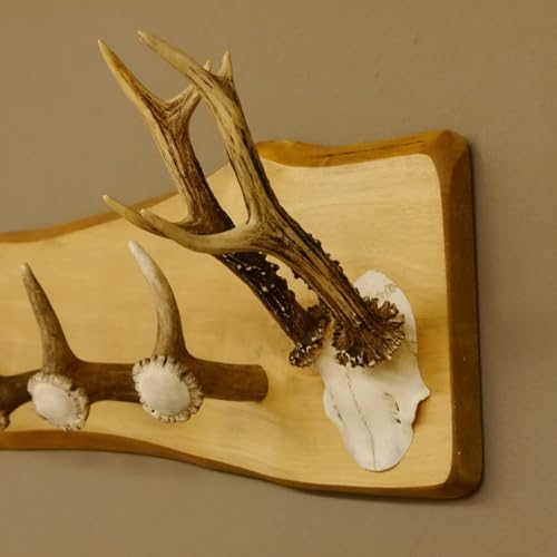 GTK - Geweihe & Trophäen KRUMHOLZ Geweih Garderobe mit 5 Haken aus Hirschspitzen Hirschrose auf Holzbrett Rehgeweih Wandgarderobe Unikat 27.8.96