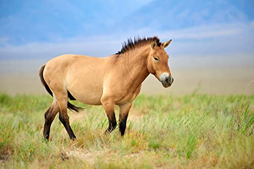 Przewalski&rsquo;s Horse