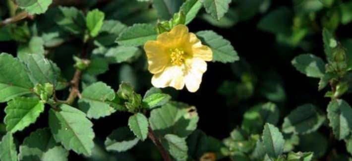 See full amazon price history chart for Kurunthoti (Sida cordifolia) herbal plants for the home garden - 1 No Kurunthoti (Sida cordifolia) herbal plants for the home garden - 1 No (B0B82T7ZKJ) Amazon Price History, Amazon Price Tracker