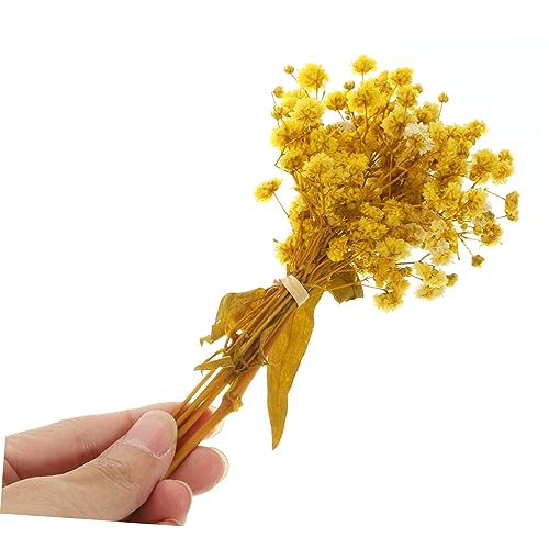 Ramos de flores secas de gypsophila natural para decoración miniatura 4