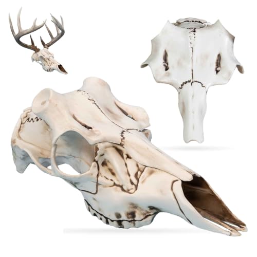 Skull Master by Illusion | Color: Natural Causes | European Mount | Antler Mounting Kit | Euro Mount | 3D Modeled Replica Deer Skull | Taxidermy | for Harvested and Shed Antlers | Universal Sizing