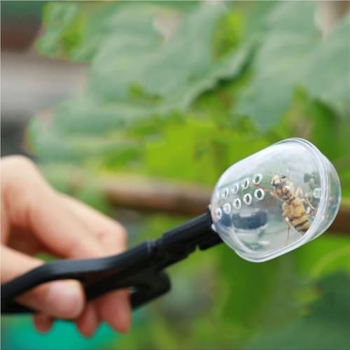 Cage d'isolement pour abeilles : manipulez vos reines sans risque - 5