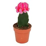  Exotenherz Gymnocalycium mihanovichii, cactus fraise, rose, pot de 8,5 cm