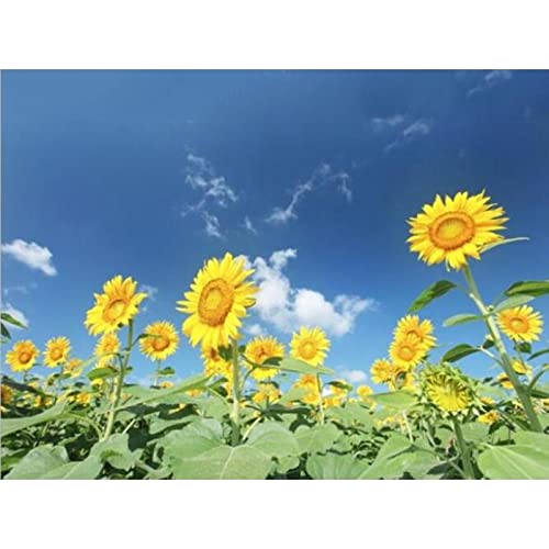 Kit peinture diamant 5D tournesol 40x100cm pour broderie grand format
