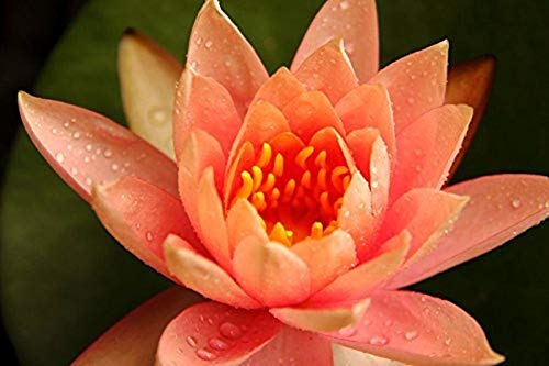 Creative Farmer Orange Bowl Lotus Seeds (B08MRHD2XM) Amazon Price History, Amazon Price Tracker