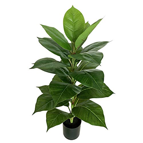 Rubber Tree Plant