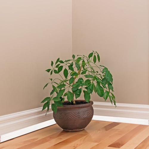 Cididu Flexible Wall Molding Trim, Peel and Stick Tile Edge Trim, Self-Adhesive Inside Outside Corner Trim for Floor Door Ceiling Baseboards Home Decor and Protection, 16.4 Ft x 1.5 in, Creamy White - Thumbnail 6