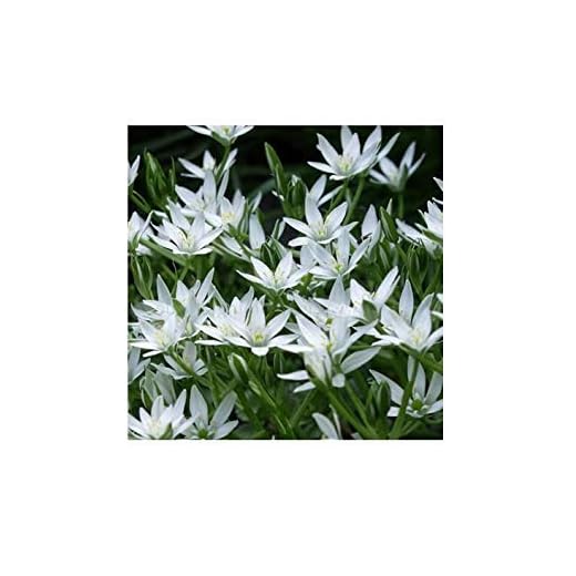 Shop Meeko Ornithogalum umbellatum/Star of Bethlehem/Hardy/Semi