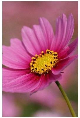 Amazon ポストカード コスモス こすもす Photo By水橋正英 ポストカード えはがき絵葉書postcard ポストカード 絵柄付はがき 文房具 オフィス用品 Amazon ポストカード コスモス こすもす Photo By水橋正英 ポストカード えはがき絵葉書postcard ポストカード 絵柄付はがき 文房具 オフィス用品