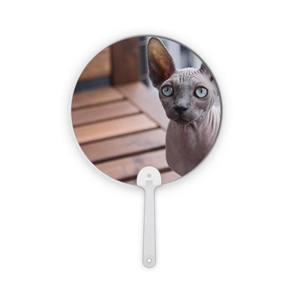 Éventail rond portable chat grande oreille en plastique pour photographie et décoration artisanale
