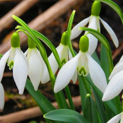 How many varieties of snowdrops are there How many varieties of snowdrops are there