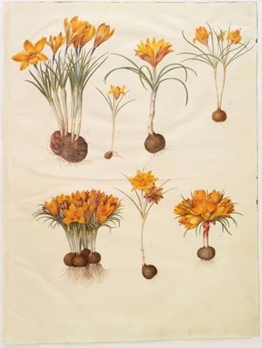 Imagen lienzo de Hans Simon Holtzbecker que aporta elegancia botánica a tu pared, 60x90cm