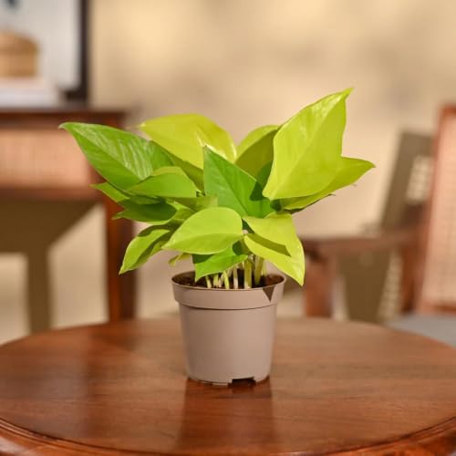 Image of Ugaoo Golden Money Plant Live Plant With Grow Pot