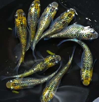 Amazon | メダカ 夜桜ゴールドXめだか 稚魚10匹+α SS〜Sサイズ
