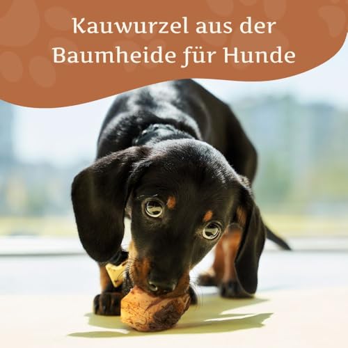 Wildfang® Kauwurzel aus Baumheide für Hunde, Größe S - Natürliches Kauspielzeug Hund, splitterfreies Hundespielzeug unzerstörbar zur Zahnpflege Hund & Welpenspielzeug (für Hunde unter 15 kg), 1 Stück