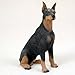 Conversation Concepts Doberman Pinscher Black with Cropped Ears Figurine