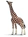 Produktbild SCHLEICH 14389 - Wild Life, Giraffenbulle, fressend