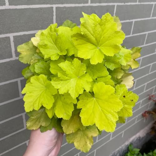 Semillas de Heuchera Bells verdes regalos para jardineros Decoración de jardín para exteriores oficina en resistentes al aire libre interior 250pcs