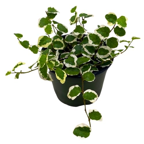 Creeping Fig, Ficus Pumila Variegata, Climbing Fig, Creeping Ficus in 4 inch Pot Creeping Fig, Ficus Pumila Variegata, Climbing Fig, Creeping Ficus in 4 inch Pot