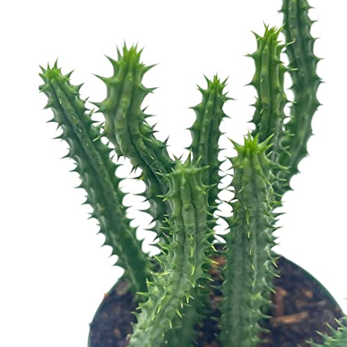 Huernia Red Dragon Stapelia Cactus / Huernia Penzigii, In 4 Inch Pot #TOP5