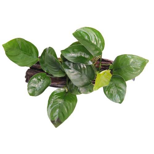 ANUBIAS NANA en madera - tamaño 10 cm