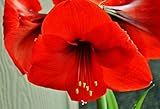 Red Lion Red Ceramic: Amaryllis Holiday Gift Growing Kit, Deluxe Edition. Includes a Stunning Red Ceramic Pot, and Growing Medium