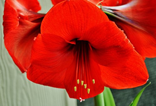 Red Lion Red Ceramic: Amaryllis Holiday Gift Growing Kit, Deluxe Edition. Includes a Stunning Red Ceramic Pot, and Growing Medium
