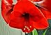Red Lion Red Ceramic: Amaryllis Holiday Gift Growing Kit, Deluxe Edition. Includes a Stunning Red Ceramic Pot, and Growing Medium
