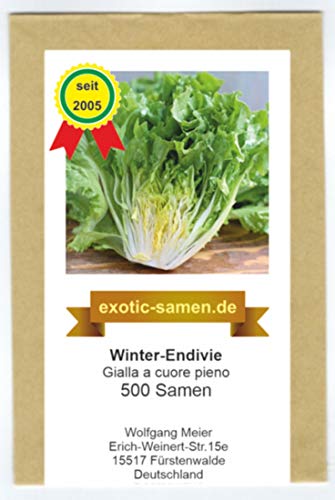 Insalata Indivia Invernale Gialla con cuore pieno da semi Confezione da 100 semi