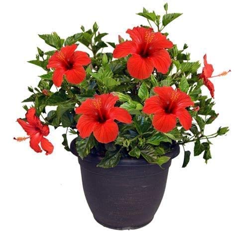 See full amazon price history chart for Soil Savers Real Live Hibicus Gudhal Ka Podha Red Flower Colour Live Hibicus Plant With Plastic Pot Soil Savers Real Live Hibicus Gudhal Ka Podha Red Flower Colour Live Hibicus Plant With Plastic Pot (B0C7Q9M9S1) Amazon Price History, Amazon Price Tracker