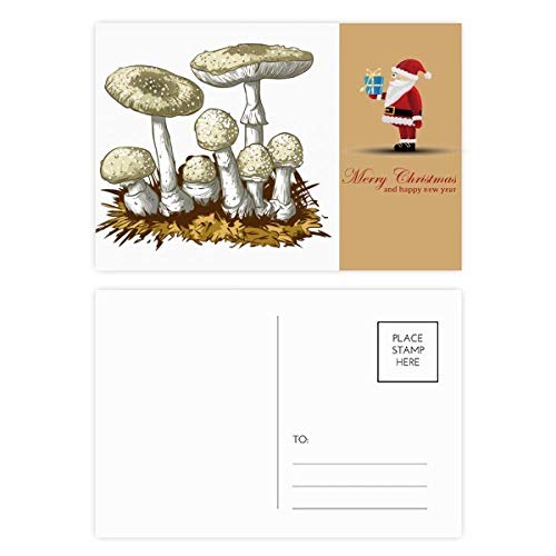 Cartes postales champignon blanc lot de 20 pour invitations faciles