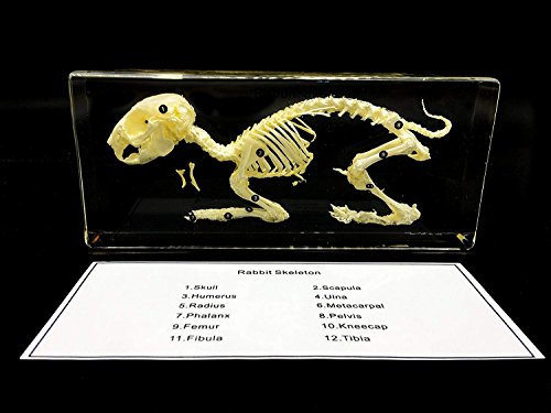 Real Rabbit Skeleton Specimen in Acrylic Block Paperweights Science Classroom Specimens for Science Education