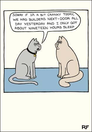 Humorous Greeting Card (CM8897) Blank / Birthday - Cranky Cats - On The Prowl