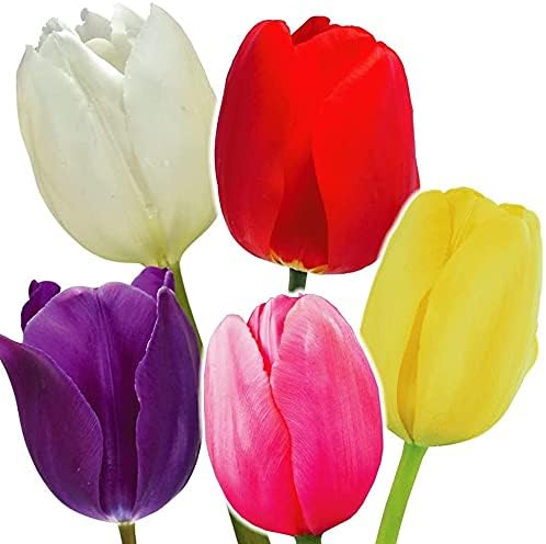 Amazon Co Jp 国華園 チューリップ 球根 早期販売 大球 5色50球セット 各10球 21年春商品 ホーム キッチン