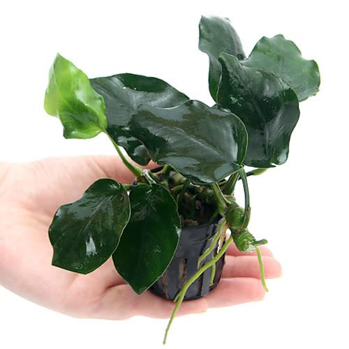 Amazon.co.jp: （水草）アヌビアス ナナ シックリーフ（1ポット