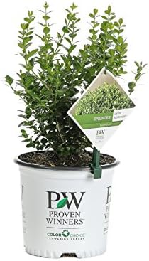 1 Gal. Sprinter Boxwood (Buxus) Live Evergreen Shrub, Green Foliage