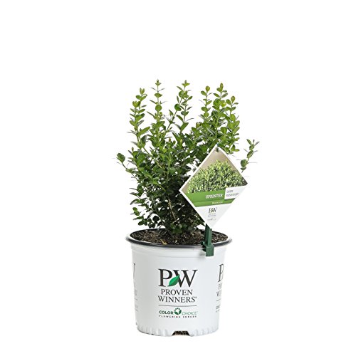 1 Gal. Sprinter Boxwood (Buxus) Live Evergreen Shrub, Green Foliage #TOP14