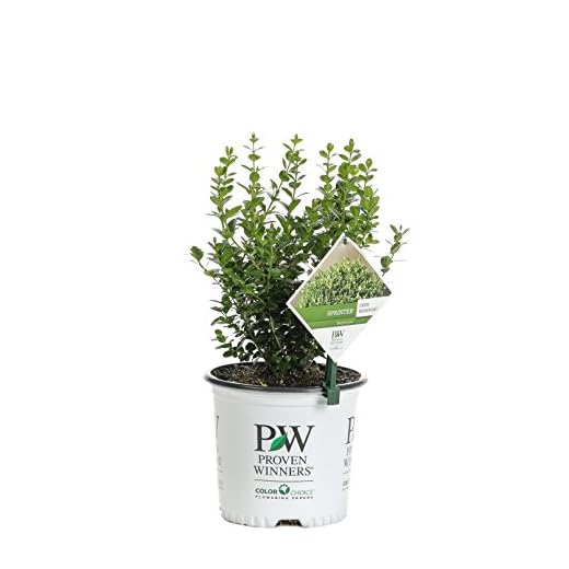 1 Gal. Sprinter Boxwood (Buxus) Live Evergreen Shrub, Green Foliage