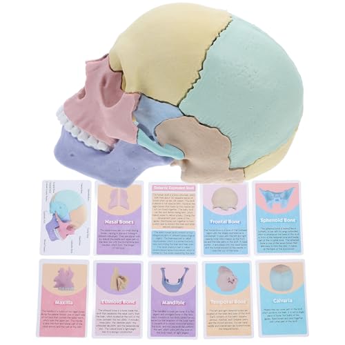 Cráneo humano con diseño desmontable para un aprendizaje interactivo