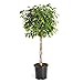 Brighter Blooms Benjamina Ficus Tree, 2-3 Ft. - The Easiest to Grow Ficus | Indoors or Outside | Low Maintenance | No Shipping to AZ