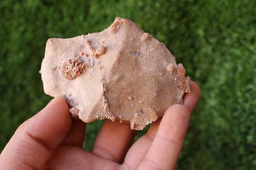 Image of Douvilleiceras & Gastropods Plate Cretaceous Fossils Fossils from Morocco Fossil Rock Ammonites Fossil A219