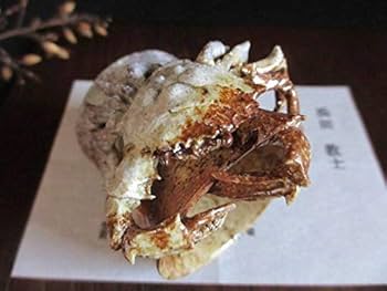 41EpvBQLwUL._AC_UF350,