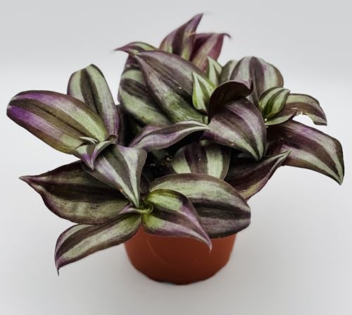 Purple Wandering Jew Dark Desire