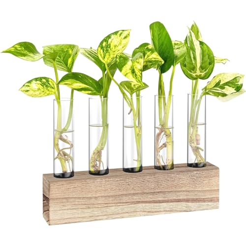 Image of ecofynd Test Tube Planter with Wooden Holder, Air Planter Glass Vase Holder with 5 Test Tube, Home Decor Hydroponic Plant Stand for Table Top, Desktop, Living Room, Office (TTP001)